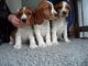 Welsh Springer Spaniel Puppies