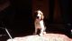 Welsh Springer Spaniel Puppies for sale in Birmingham, AL, USA. price: $550