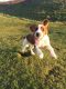 Welsh Springer Spaniel Puppies for sale in Austin, TX, USA. price: NA
