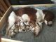 Welsh Springer Spaniel Puppies for sale in OR-99W, McMinnville, OR 97128, USA. price: $850