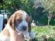 Welsh Springer Spaniel Puppies for sale in Altamonte Springs, FL 32701, USA. price: $500