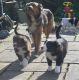 Welsh Springer Spaniel Puppies for sale in Jacksonville, FL, USA. price: NA