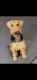 Welsh Terrier Puppies for sale in Chesapeake, VA 23320, USA. price: $500