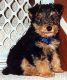 Welsh Terrier Puppies for sale in Atlanta, GA, USA. price: NA
