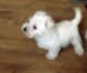 Welsh Terrier Puppies for sale in Los Angeles, CA, USA. price: NA