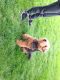 Welsh Terrier Puppies