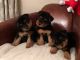Welsh Terrier Puppies for sale in Los Angeles, CA 90001, USA. price: $400