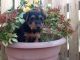 Welsh Terrier Puppies for sale in Michigan Ave, Inkster, MI 48141, USA. price: $600