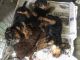 Welsh Terrier Puppies for sale in Indianapolis, IN 46201, USA. price: $510