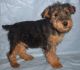 Welsh Terrier Puppies for sale in 114-34 121st St, Jamaica, NY 11420, USA. price: $500