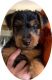 Welsh Terrier Puppies for sale in Killeen, TX 76542, USA. price: $1,000