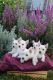 West Highland White Terrier Puppies for sale in Midland Park, NJ 07432, USA. price: NA