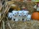 West Highland White Terrier Puppies for sale in Goshen, IN, USA. price: $1,575