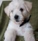 West Highland White Terrier Puppies for sale in Knoxville, TN, USA. price: $900