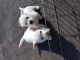 West Highland White Terrier Puppies for sale in McKenzie, TN 38201, USA. price: $500
