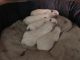 West Highland White Terrier Puppies for sale in Sandia Park, NM, USA. price: $2,000