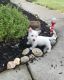 West Highland White Terrier Puppies for sale in Albany, NY, USA. price: NA