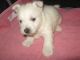 West Highland White Terrier Puppies for sale in Harrison, SD 57344, USA. price: $850