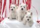West Highland White Terrier Puppies for sale in Los Angeles, CA, USA. price: $550