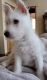West Highland White Terrier Puppies for sale in Ham Lake, MN 55304, USA. price: $1,500