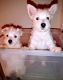 West Highland White Terrier Puppies for sale in Cincinnati, OH, USA. price: $700
