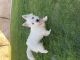 West Highland White Terrier Puppies for sale in Indio, CA, USA. price: $500