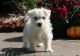 West Highland White Terrier Puppies for sale in Texarkana, TX, USA. price: $650