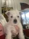 West Highland White Terrier Puppies for sale in Pennock, MN 56279, USA. price: $950