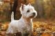 West Highland White Terrier Puppies for sale in Sturgis, SD 57785, USA. price: NA