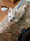 West Highland White Terrier Puppies for sale in Monroe County, NY, USA. price: NA