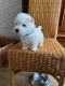West Highland White Terrier Puppies for sale in Descanso, CA 91916, USA. price: $650