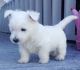 West Highland White Terrier Puppies for sale in Seattle, WA, USA. price: $400