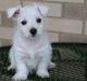 West Highland White Terrier Puppies for sale in New York, NY, USA. price: $400
