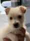 West Highland White Terrier Puppies for sale in Marshall, MI 49068, USA. price: $1,200