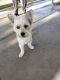 West Highland White Terrier Puppies for sale in Bakersfield, CA, USA. price: $1,000