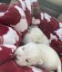 West Highland White Terrier Puppies for sale in Cleveland, OH, USA. price: $800