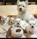 West Highland White Terrier Puppies for sale in New York New York Casino, Las Vegas, NV 89109, USA. price: NA