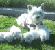 West Highland White Terrier Puppies for sale in TN-153, Chattanooga, TN, USA. price: $600