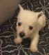 West Highland White Terrier Puppies for sale in Gonzales, LA 70737, USA. price: $1,500