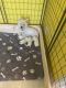 West Highland White Terrier Puppies for sale in Lillington, NC 27546, USA. price: NA