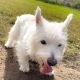 West Highland White Terrier Puppies for sale in SC-544, Myrtle Beach, SC, USA. price: $270