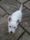 West Highland White Terrier Puppies for sale in Knoxville, TN, USA. price: $2,000