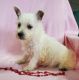 West Highland White Terrier Puppies for sale in 102 W South St, Avon, IL 61415, USA. price: $1,000