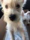 West Highland White Terrier Puppies for sale in Gonzales, LA 70737, USA. price: $1,000
