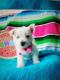 West Highland White Terrier Puppies for sale in Deerfield Beach, FL, USA. price: $1,500