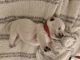 West Highland White Terrier Puppies for sale in Austin Lake Estates, Austin, TX 78733, USA. price: $1,900