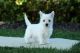West Highland White Terrier Puppies for sale in Kent, WA, USA. price: $600