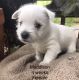 West Highland White Terrier Puppies for sale in Austin Lake Estates, Austin, TX 78733, USA. price: $1,850
