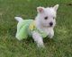 West Highland White Terrier Puppies for sale in Conroe, TX 77385, USA. price: $600