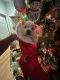 West Highland White Terrier Puppies for sale in Belleview, FL, USA. price: $1,600